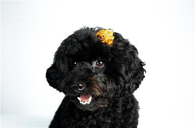 《仁王3》新预告视频 忍者风格玩法介绍！